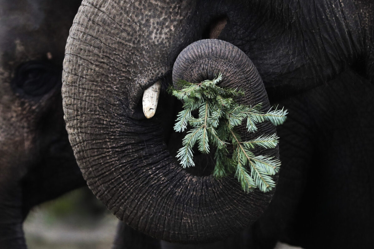 An Asian Elephant eats a Christmas tree at Tierpark zoo in Berlin, Germany, Friday, Jan. 3, 2020. Vendors donate not sold Christmas trees to the Berlin's zoos after Christmas to feed the trees to animals.