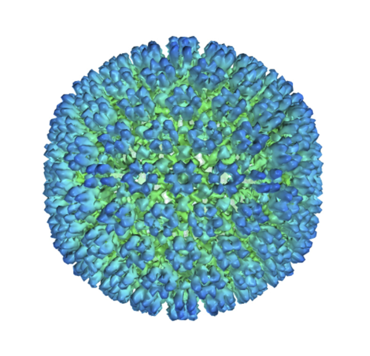 This image provided by U.S. Department of Health and Human Services shows an illustration of the outer coating of the Epstein-Barr virus, one of the world’s most common viruses. New research is showing stronger evidence that Epstein-Barr infection could set some people on the path to later developing multiple sclerosis.