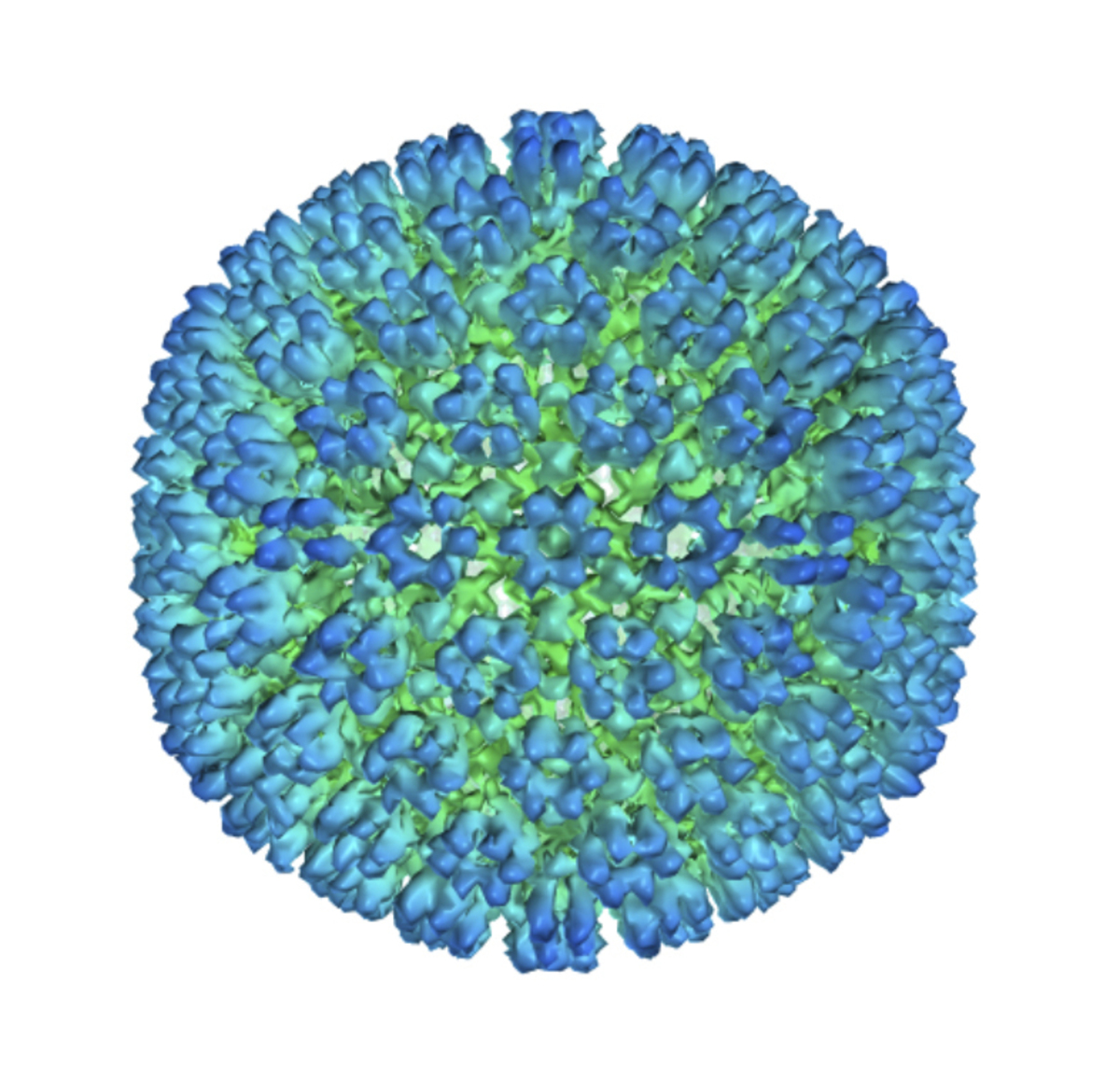 This image provided by U.S. Department of Health and Human Services shows an illustration of the outer coating of the Epstein-Barr virus, one of the world’s most common viruses. New research is showing stronger evidence that Epstein-Barr infection could set some people on the path to later developing multiple sclerosis.