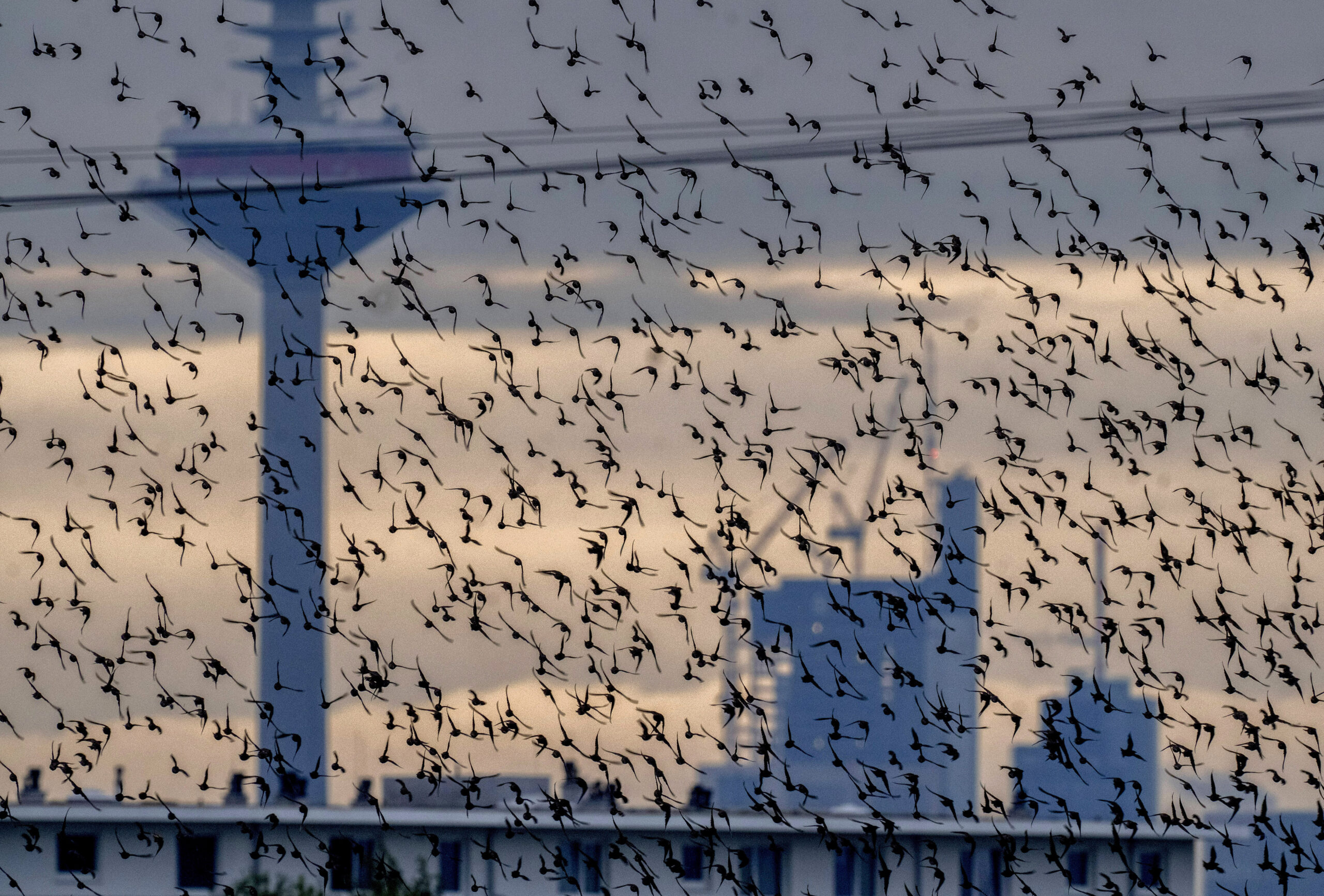 Βουλγαρία: Τα ακραία καιρικά φαινόμενα θα επηρεάσουν πολύ σοβαρά τη μετανάστευση των πτηνών