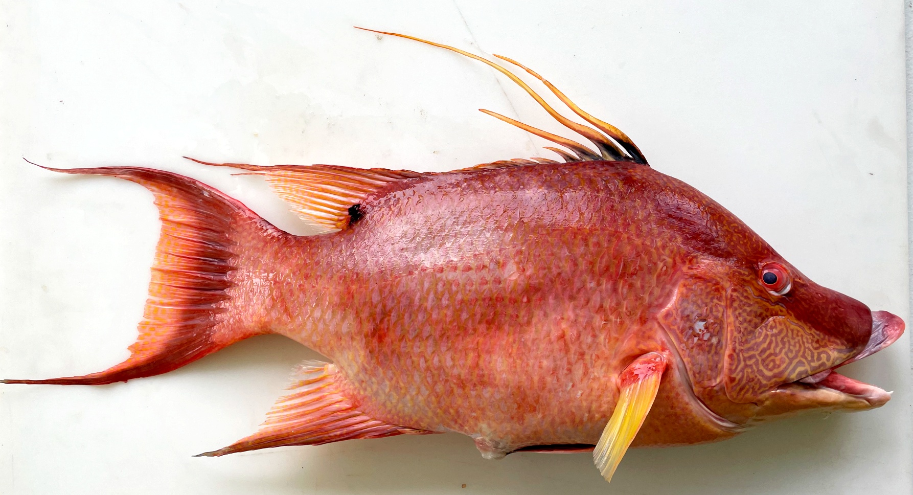 Scientists have discovered a fish that “sees” with its skin even after it is dead