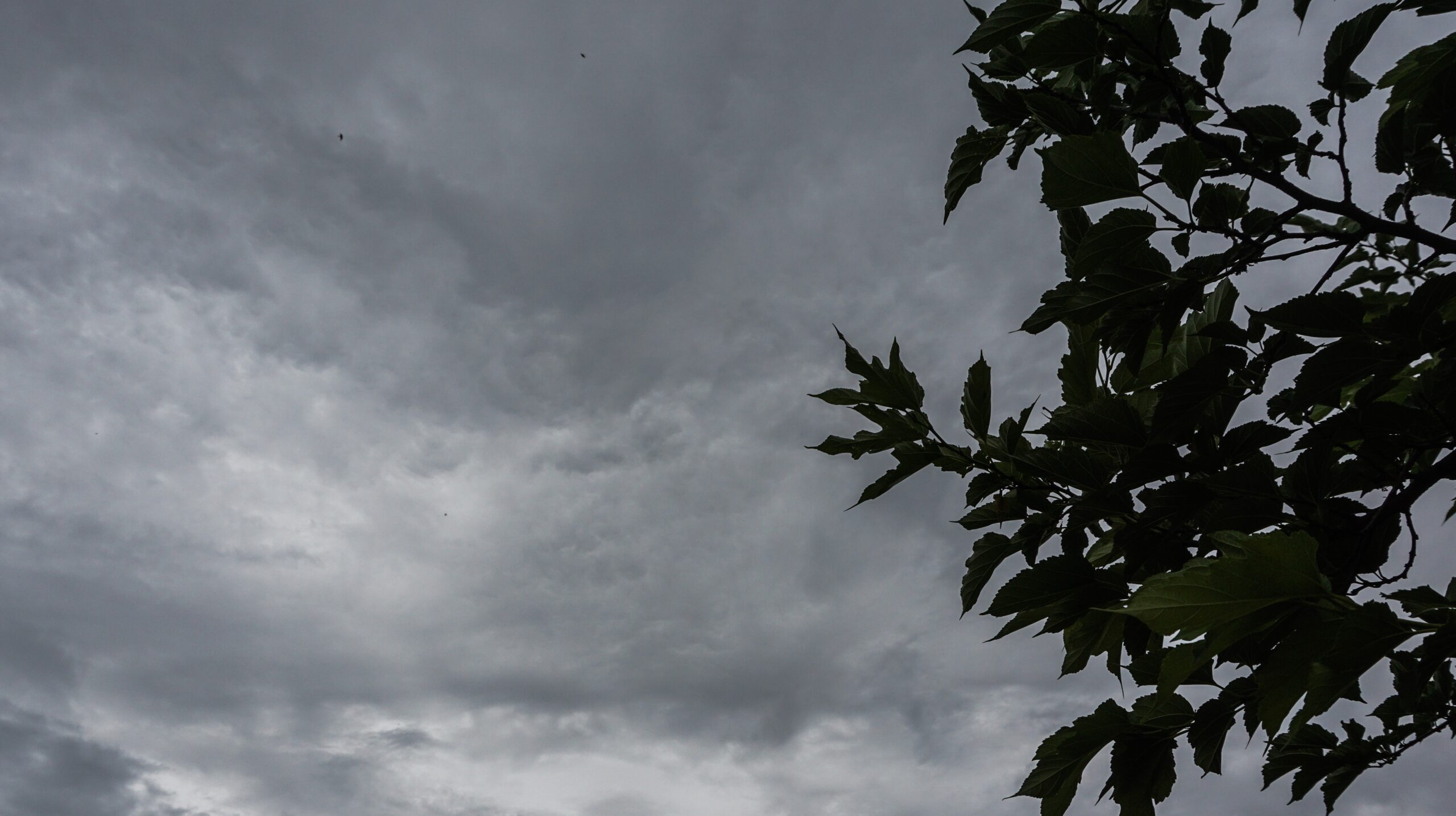 Ο καιρός με την Ν. Ζιακοπούλου: Με αρκετές καταιγίδες και μικρή πτώση της θερμοκρασίας το Σάββατο