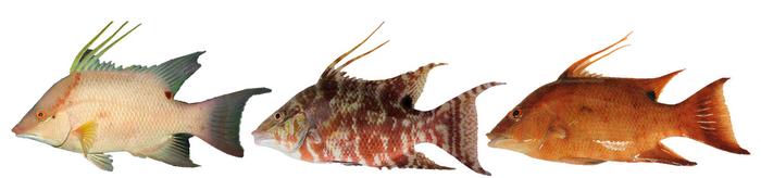 Επιστήμονες ανακάλυψαν ψάρι που «βλέπει» με το δέρμα του ακόμη και μετά το θάνατό του