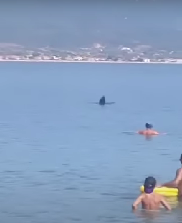 Φεγγαρόψαρο κολυμπούσε στα ρηχά σε παραλία του Σταυρού Θεσσαλονίκης (βίντεο)