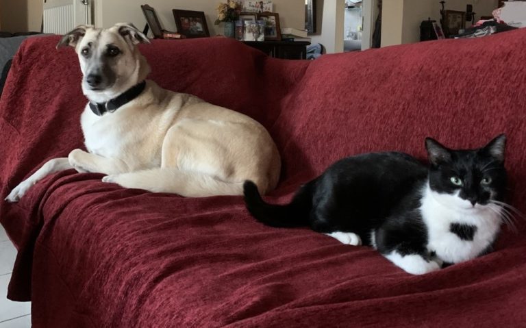 Σκύλος και γάτα κάθονται σε έναν καναπέ