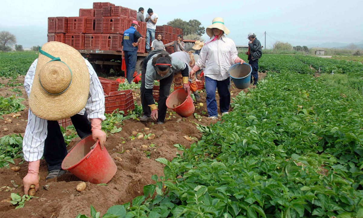 ΕΛΣΤΑΤ: Τα εισοδήματα των αγροτών αυξήθηκαν τον Ιούνιο κατά 30,6%