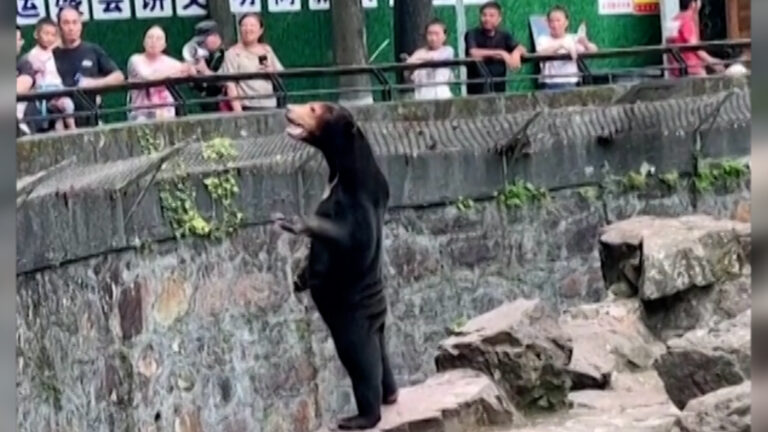 Βίντεο: Ζωολογικός κήπος της Κίνας διαψεύδει ότι οι αρκούδες της είναι άνθρωποι με στολές