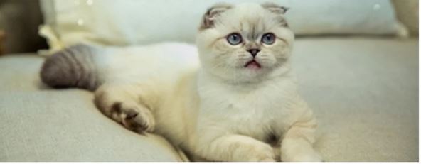Παγκόσμια Ημέρα Γάτας: 10 πράγματα που δεν ξέρατε για τις γάτες – Ραλλού, η γάτα της ΕΡΤ