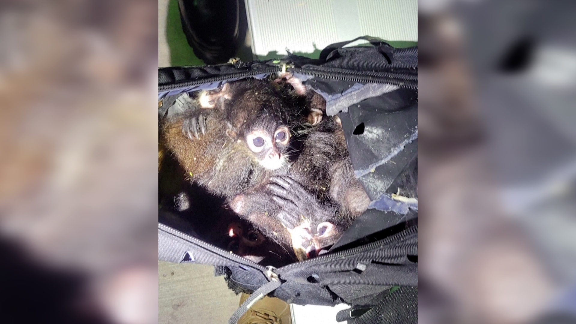 Τσάντα με επτά μαϊμούδες που διακινούνταν λαθραία βρήκαν συνοριοφύλακες στις ΗΠΑ (video)