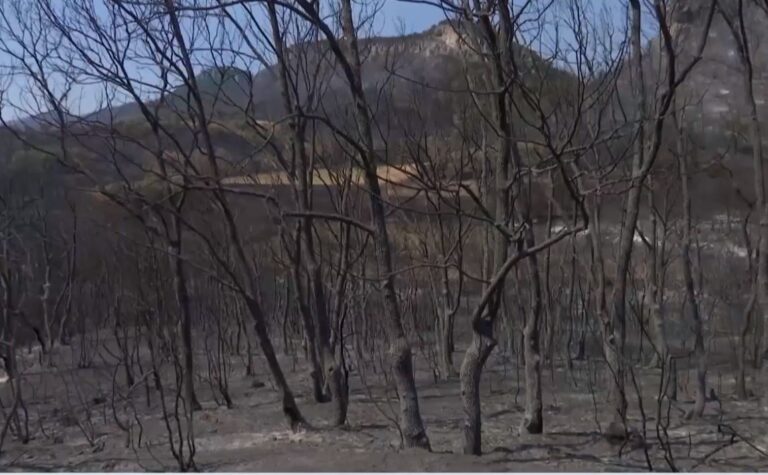 Ι. Γήτας, καθ. Δασολογίας ΑΠΘ: Στα 825.000 τα καμένα στρέμματα στον Έβρο – Σε 20 χρόνια αναγεννάται ένα δάσος όπως η Δαδιά