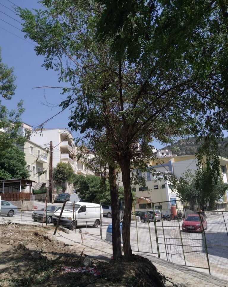 Καβάλα: Κοπή δέντρων για την ανάπλαση της πλατείας Νεαπόλεως