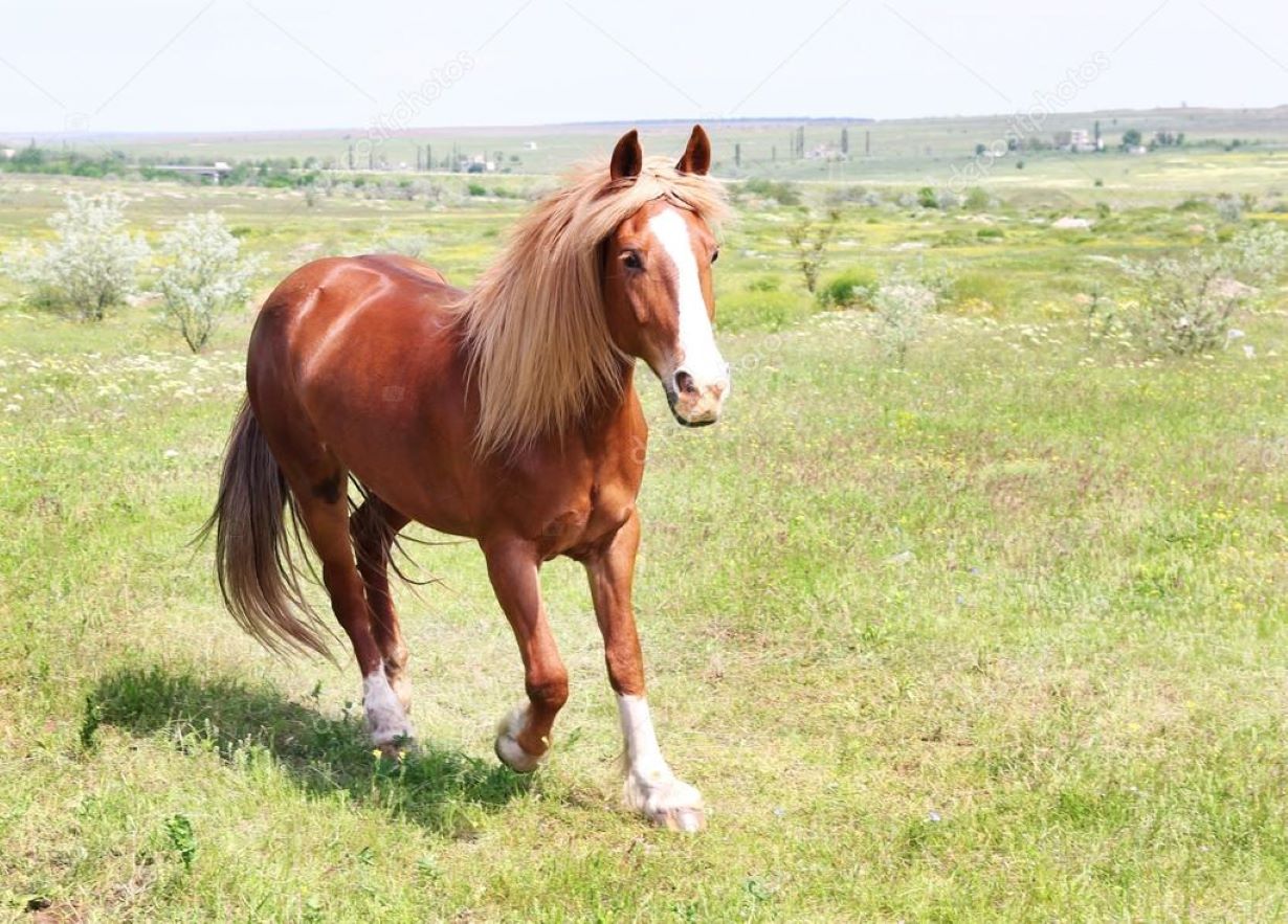 depositphotos_75218619-stock-photo-beautiful-brown-horse-grazing-on