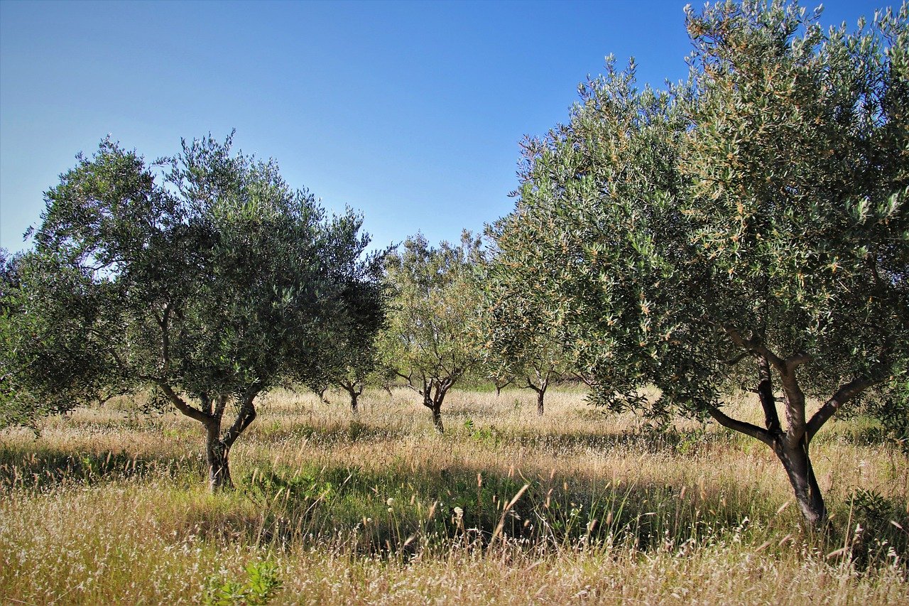 Αγανακτισμένοι οι πυρόπληκτοι αγρότες