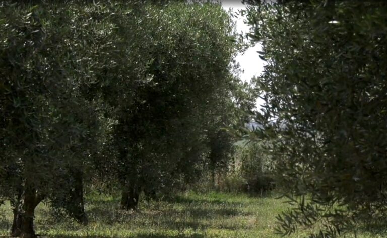 Είδος σε ανεπάρκεια φέτος η επιτραπέζια ελιά Χαλκιδικής