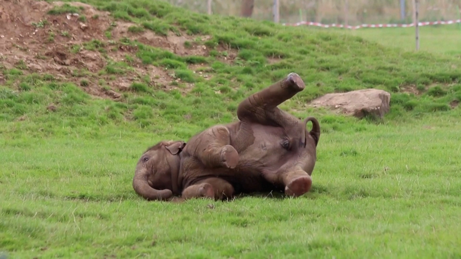 Βίντεο: Ο Νανγκ το ελεφαντάκι που παίζει μέρα-νύχτα σε βρετανικό ζωολογικό κήπο