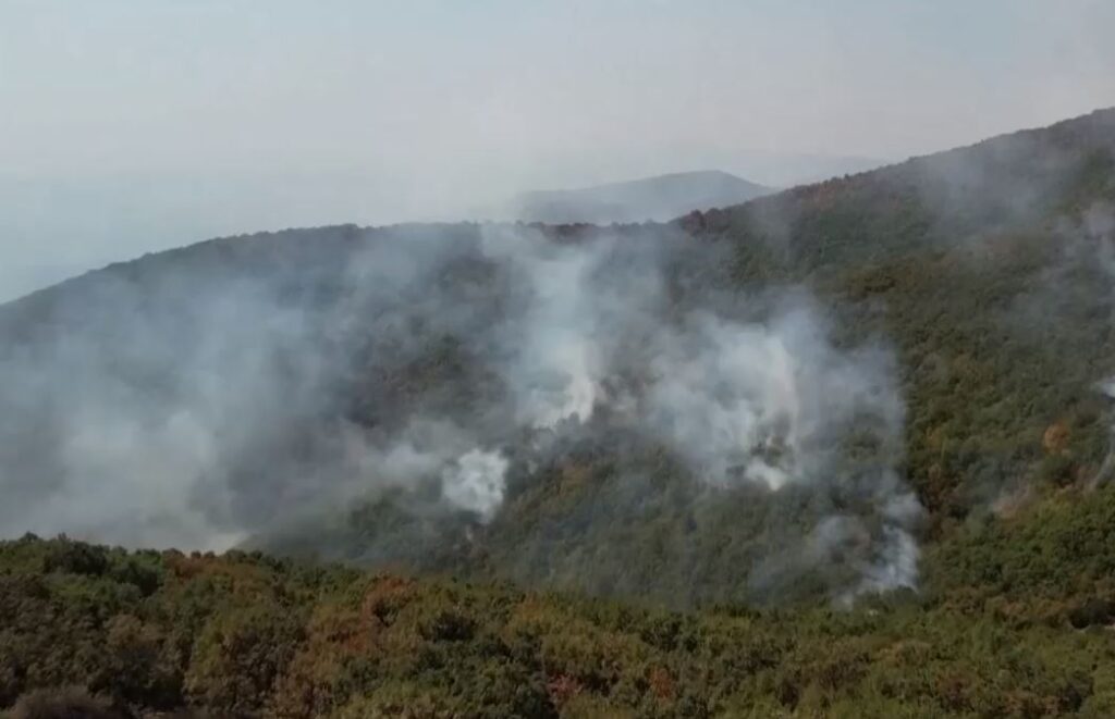 Ι. Γήτας, καθ. Δασολογίας ΑΠΘ: Στα 825.000 τα καμένα στρέμματα στον Έβρο – Σε 20 χρόνια αναγεννάται ένα δάσος όπως η Δαδιά