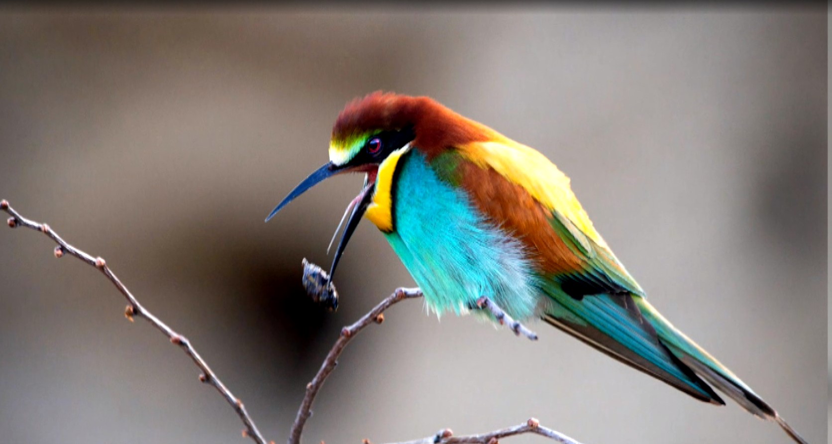 Φωτογραφίζοντας την άγρια φύση με «μοντέλα» τα πουλιά