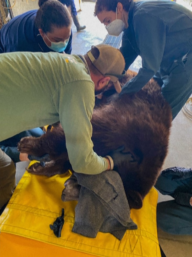 Καλιφόρνια: Αρκούδα με παρατσούκλι «Χανκ το τανκ» συλλαμβάνεται μετά από 21 διαρρήξεις σε σπίτια
