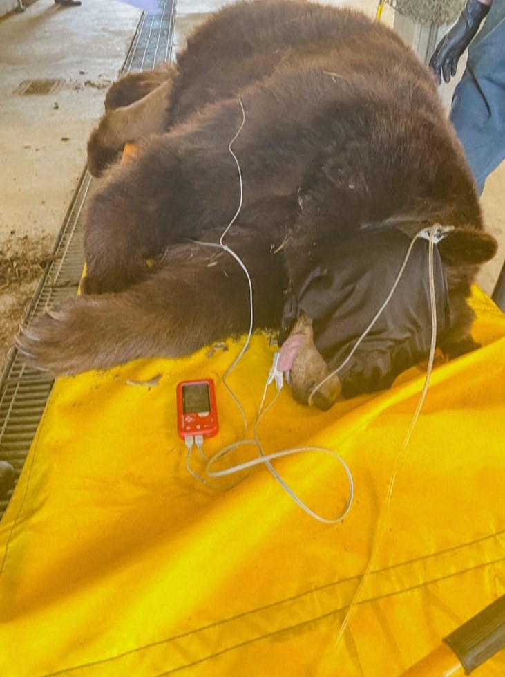 Καλιφόρνια: Αρκούδα με παρατσούκλι «Χανκ το τανκ» συλλαμβάνεται μετά από 21 διαρρήξεις σε σπίτια