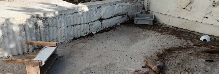 Βόλος- Κανάλια: Βρήκε κατακρεουργημένο το αρνάκι της να κείτεται στην αυλή του σπιτιού της