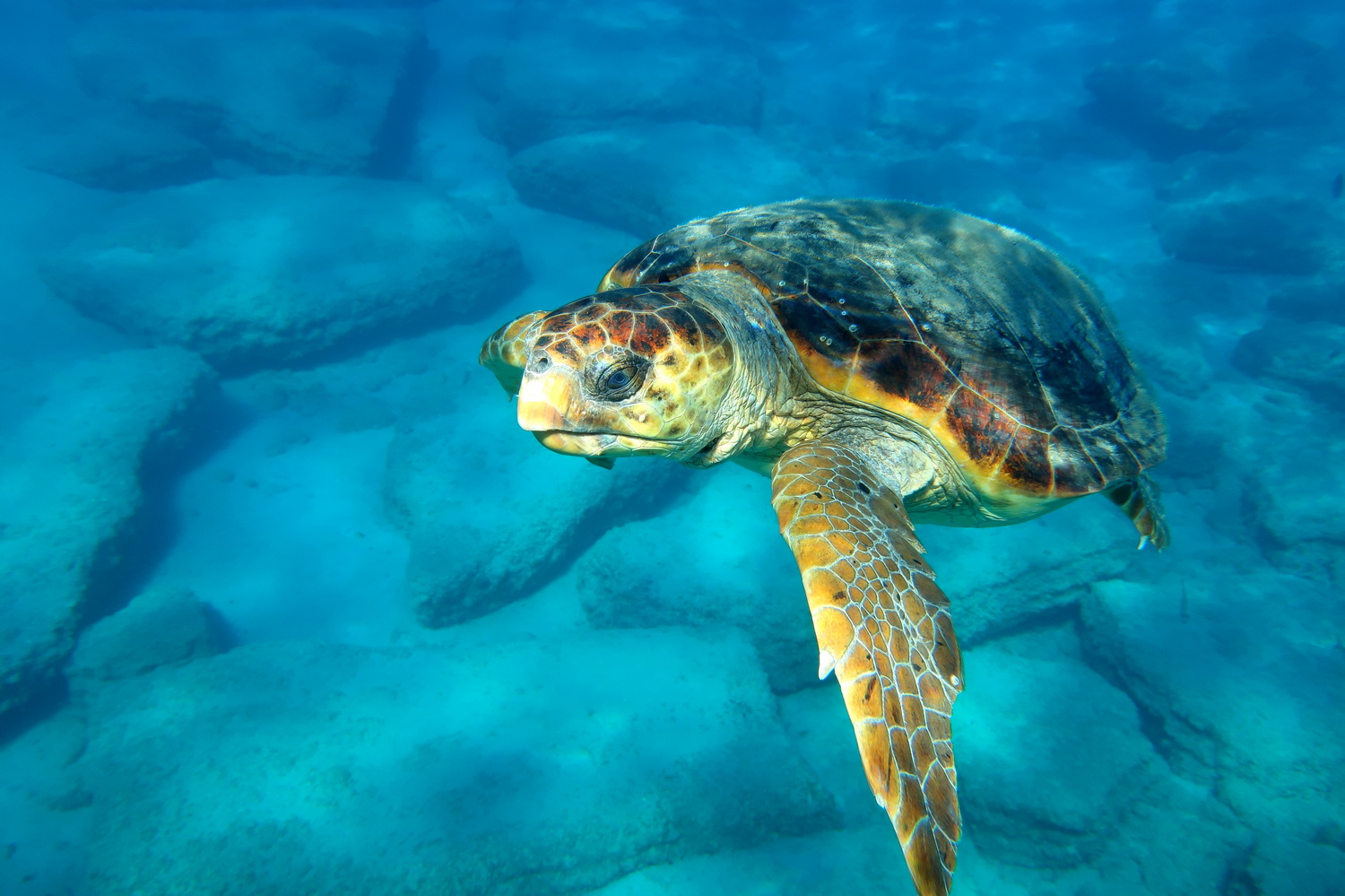 Ζάκυνθος: Ρεκόρ φωλιών της χελώνας Καρέτα Καρέτα