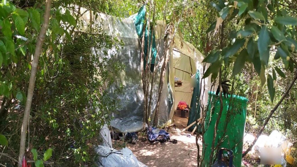 Καβάλα: Βρήκαν χασισοφυτεία με 397 δενδρύλλια στο Παγγαίο – Συνελήφθησαν τρία άτομα