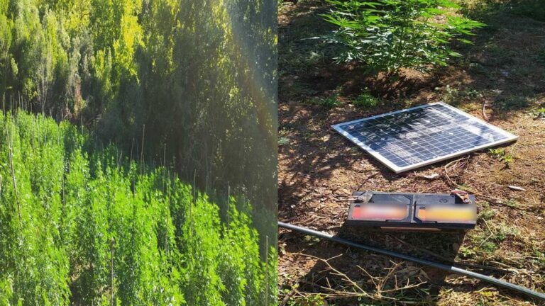 Καβάλα: Βρήκαν χασισοφυτεία με 397 δενδρύλλια στο Παγγαίο – Συνελήφθησαν τρία άτομα