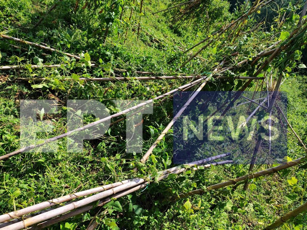 Καστοριά: Ολική καταστροφή στις καλλιέργειες φασολιών προκάλεσε έντονη χαλαζόπτωση (φωτό-βίντεο)