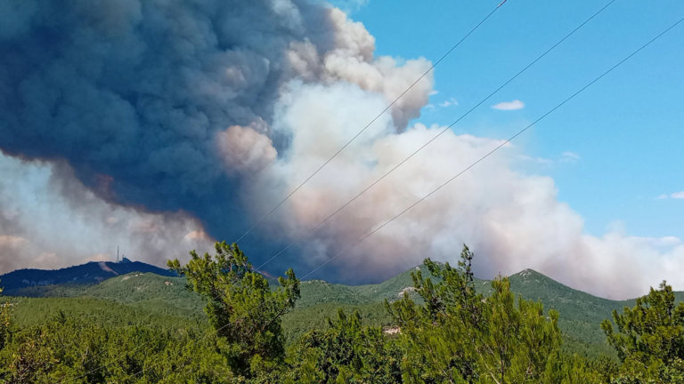 Ν. Χαραλαμπίδης, Greenpeace: Τραγικό το αποτέλεσμα από την πυρκαγιά στη Δαδιά – Δεν ξέρουμε αν έχει μείνει τίποτα από το δάσος