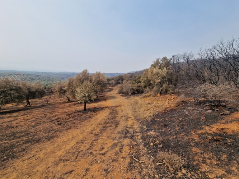 Αβέβαιη η λειτουργία των ελαιοτριβείων της Αλεξανδρούπολης