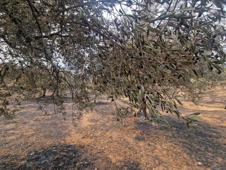 ΥΠΑΑΤ: Πρόσληψη 86 εποχικών γεωτεχνικών από τον ΕΛΓΑ