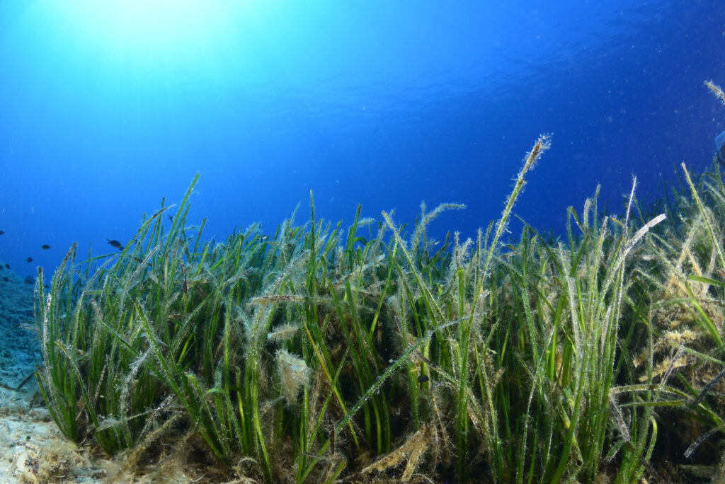 Λιβάδια Ποσειδωνίας (Γιώργος Ρηγούτσος - WWF Ελλάς)