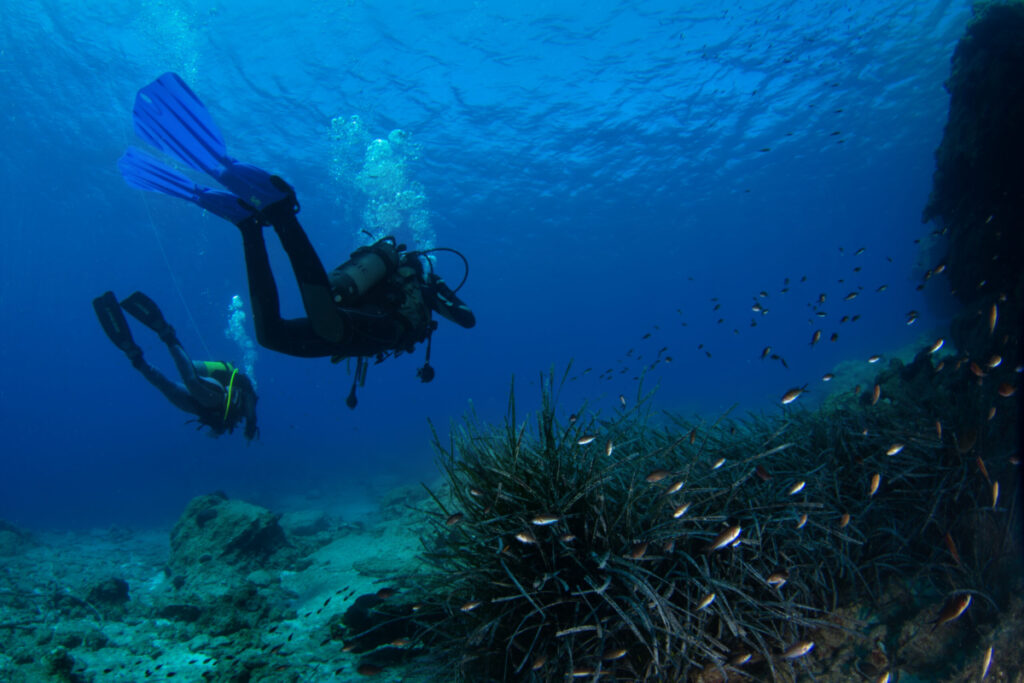 Λιβάδια Ποσειδωνίας (Γιώργος Ρηγούτσος - WWF Ελλάς)