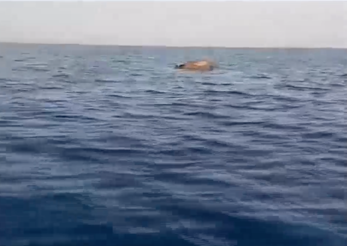 Θεσσαλονίκη: Αποκρουστικό θέαμα στον Θερμαϊκό-Νεκρή αγελάδα επιπλέει στα νερά του