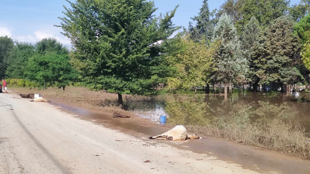 Τρίκαλα: Εκατοντάδες πλημμυρισμένα σπίτια στα Μεγάλα Καλύβια – Συνεχίζονται οι απεγκλωβισμοί