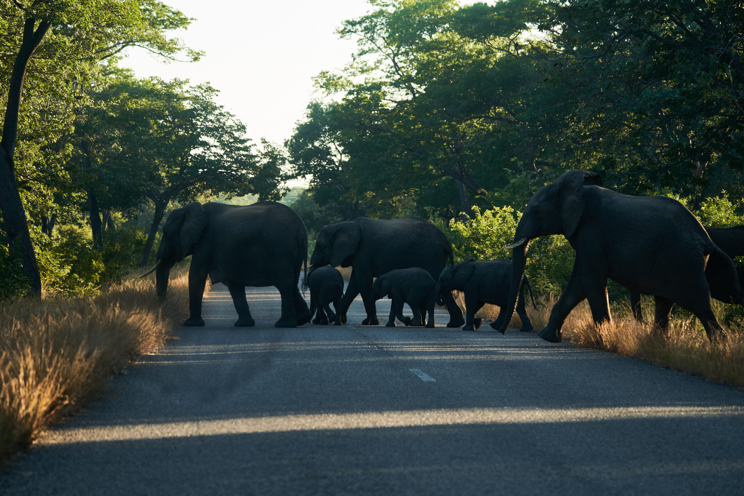 FILES-ZIMBABWE-BOTSWANA-ANIMALS-DROUGHT-ENVIRONMENT