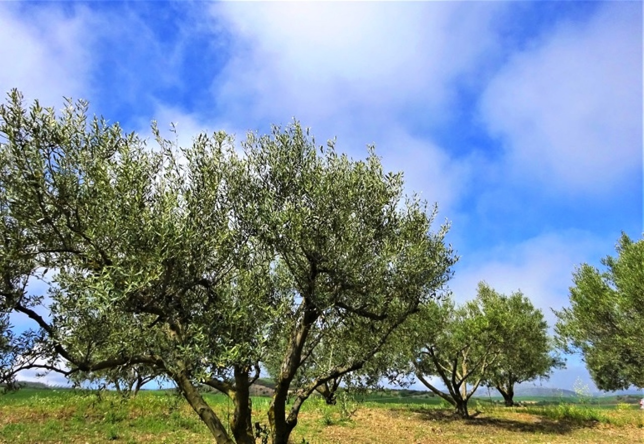 Μειωμένη η παραγωγή ελαιολάδου στην Καλαμάτα