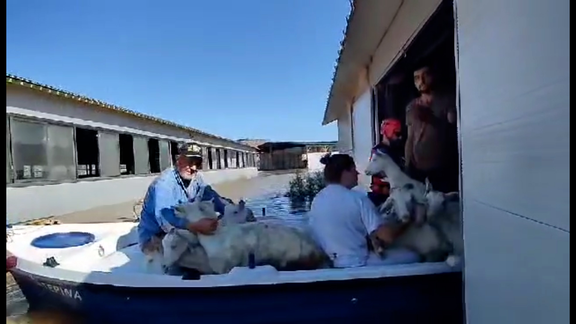 Βίντεο: Κατσίκες διασώζονται με βάρκες στα Τρίκαλα