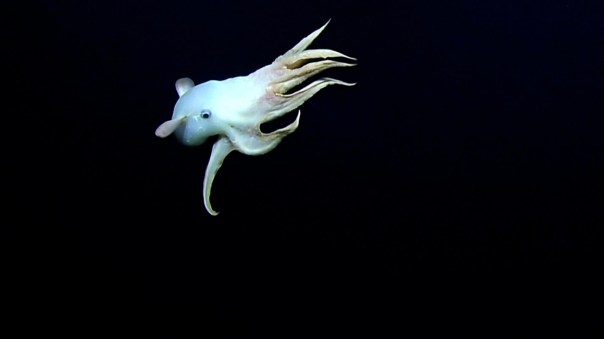«Ντάμπο το χταποδάκι»: Σπάνιο είδος χταποδιού καταγράφεται από υποβρύχια κάμερα (video)