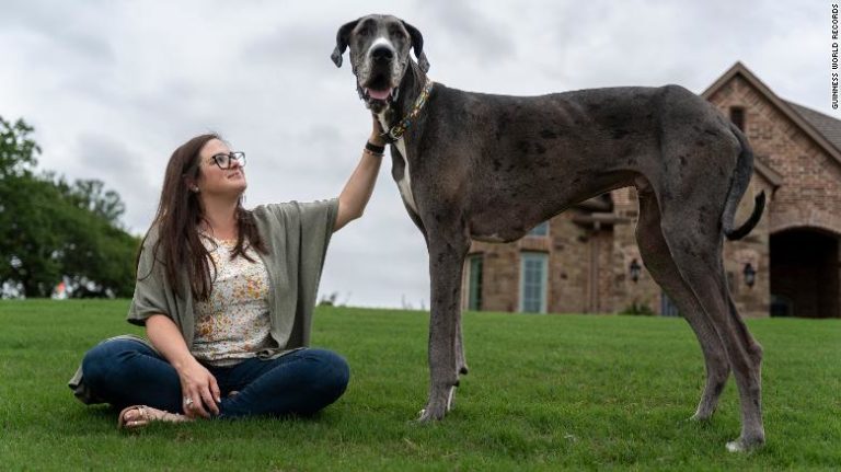 220506084020-02-worlds-tallest-dog-guinness-exlarge-169-768x431