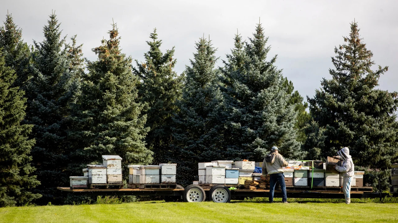 Καναδάς: συνέλεξαν πέντε εκατομμύρια μέλισσες που είχαν διαφύγει στον αυτοκινητόδρομο