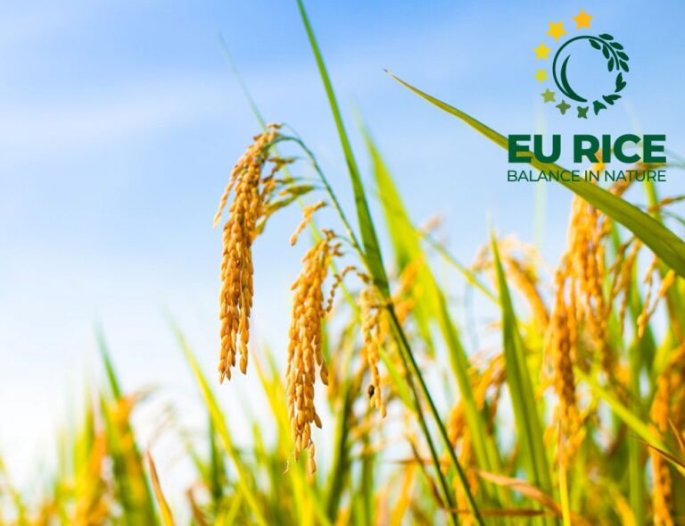 EU Rice Festival στην 87η ΔΕΘ: «Επιλέγουμε ευρωπαϊκό ρύζι για βιώσιμο περιβάλλον»