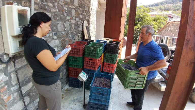 Ξεκίνησε ο τρύγος του Καλλονιάτικου στην Ανεμώτια της Λέσβου (εικόνες)