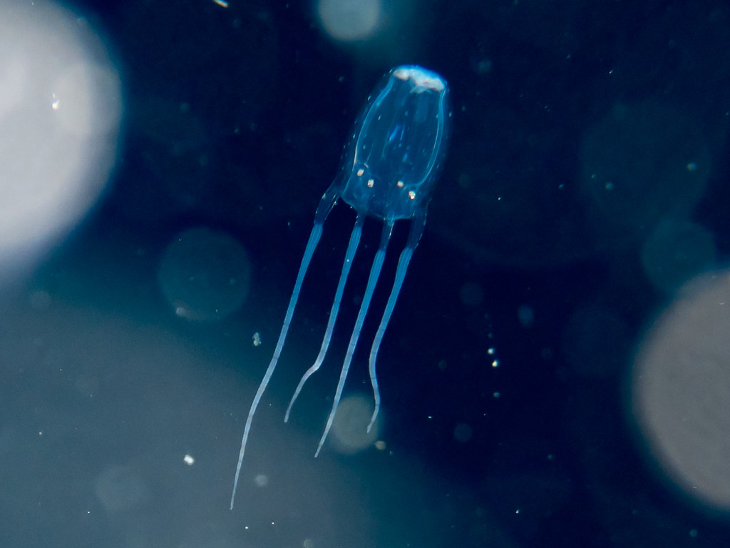 49187737008_1eb41263d7_b