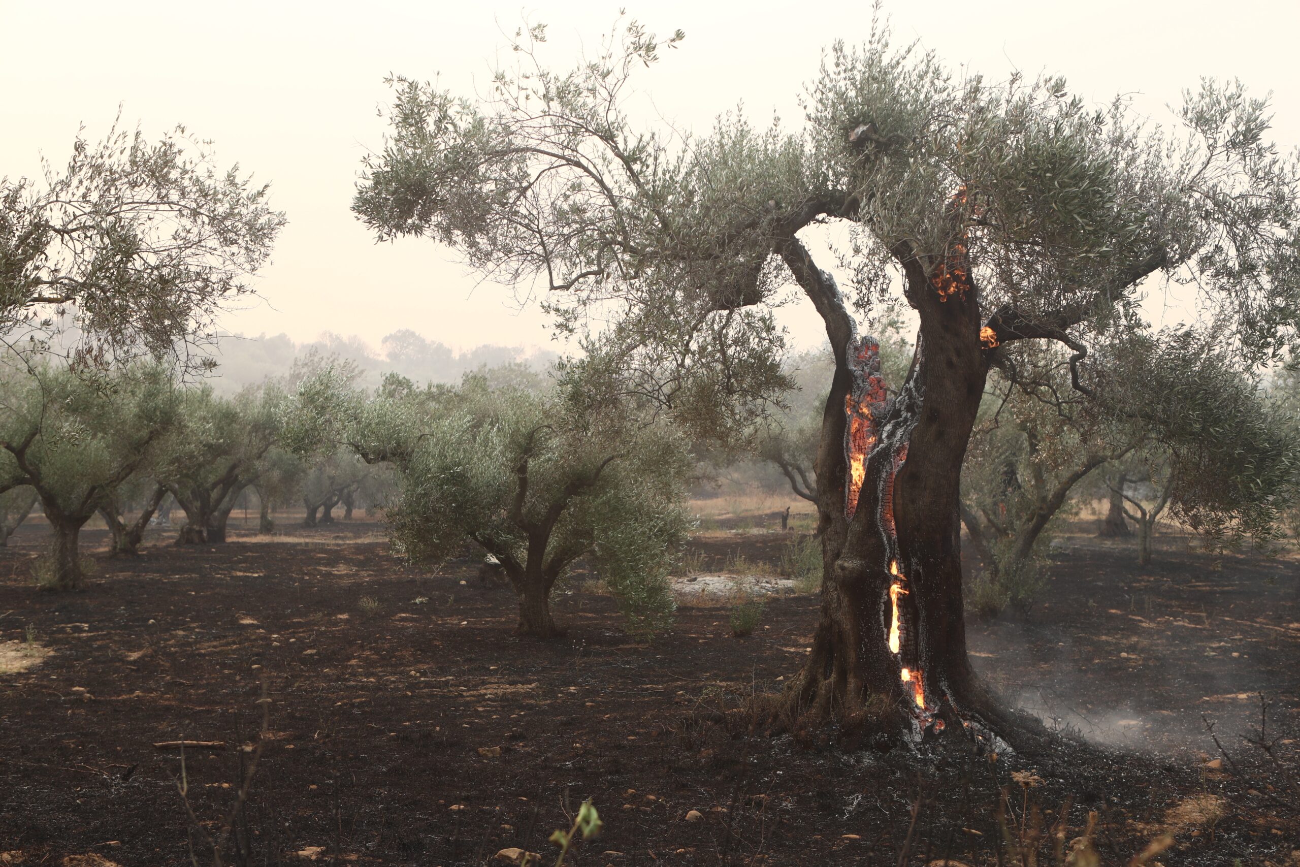 Τεράστιο το τίμημα των δασικών πυρκαγιών-Απαραίτητος ο επανασχεδιασμός πρόληψης και καταστολής