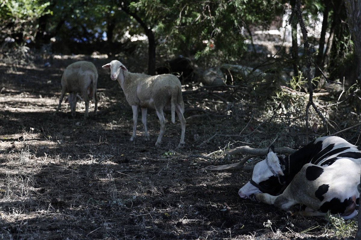 Θεσσαλικός κάμπος: Σημαντική η συμβολή του στην αγροτική και κτηνοτροφική παραγωγή