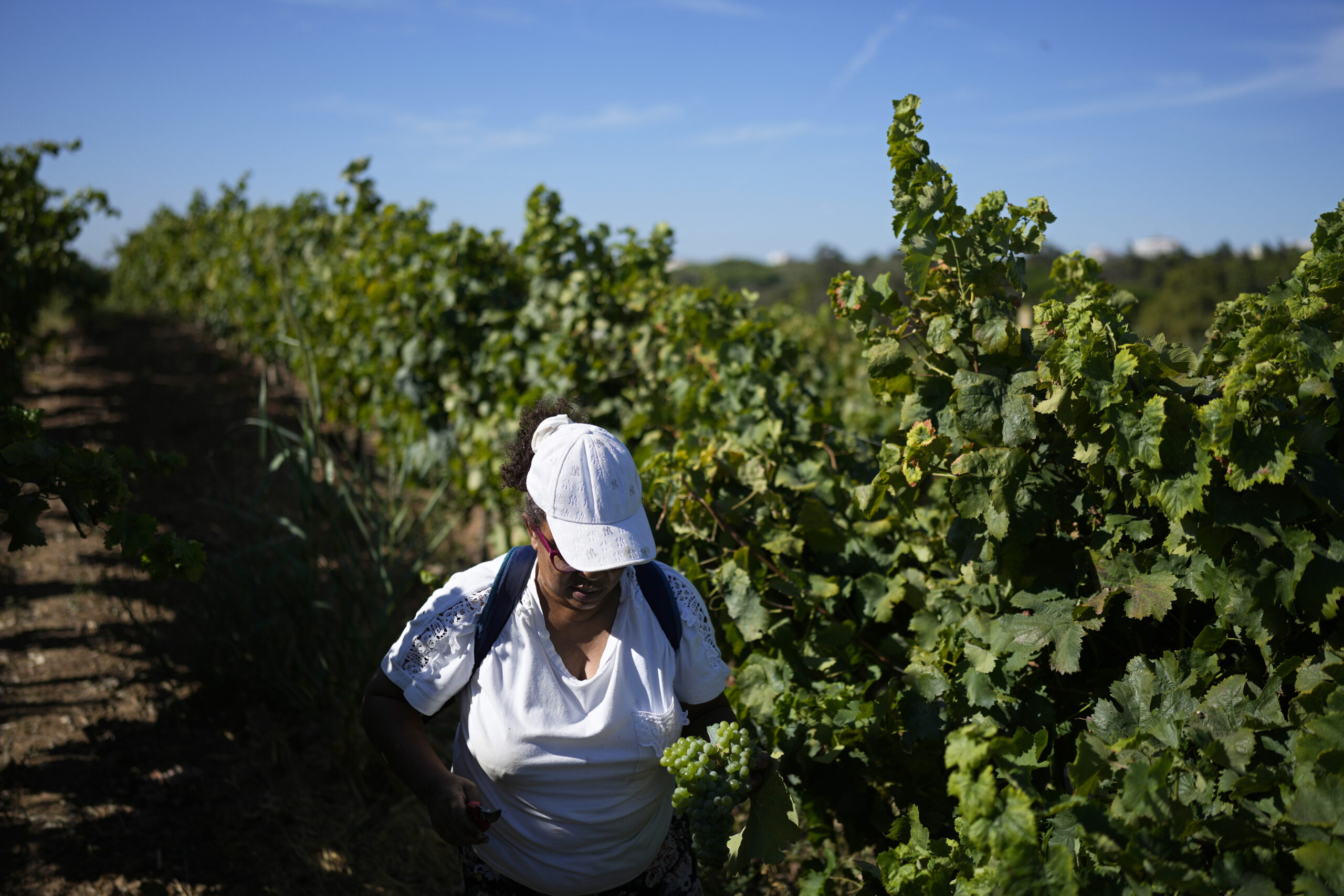 Portugal Urban Vineyard