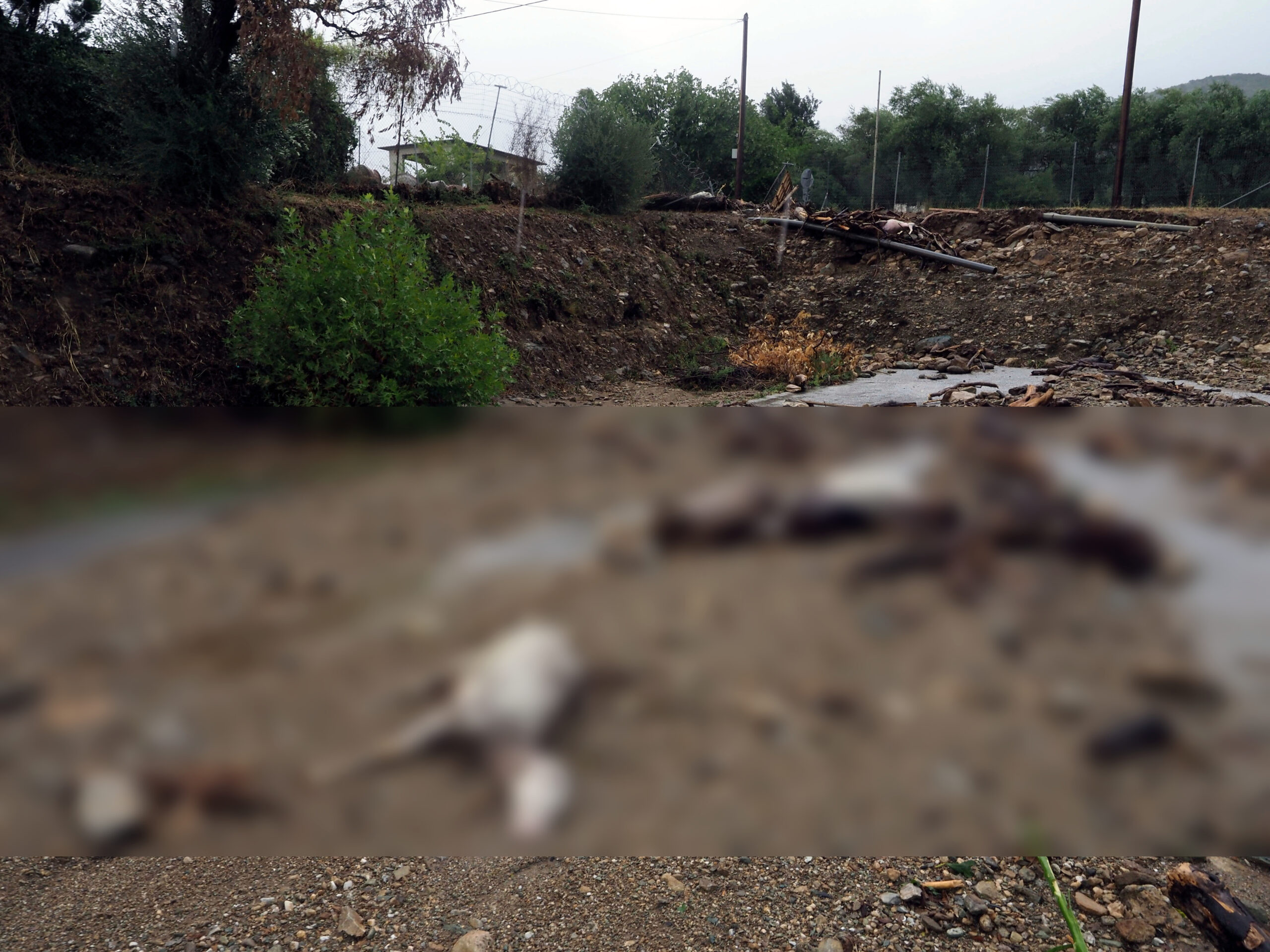 Νεκροταφείο ζώων ο Θεσσαλικός κάμπος: Μάχη με το χρόνο για την ταφή – Κίνδυνος για τη Δημόσια Υγεία, απαραίτητες οι μάσκες