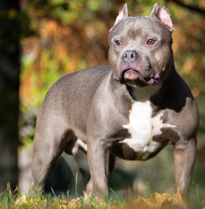 American Bully XL: Γιατί εξετάζεται η απαγόρευσή τους στην Βρετανία – Τι ισχύει για την Ελλάδα