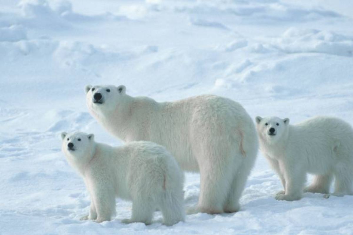 Eπιστήμονες ποσοτικοποίησαν τον αντίκτυπο των εκπομπών αερίων του θερμοκηπίου στις πολικές αρκούδες